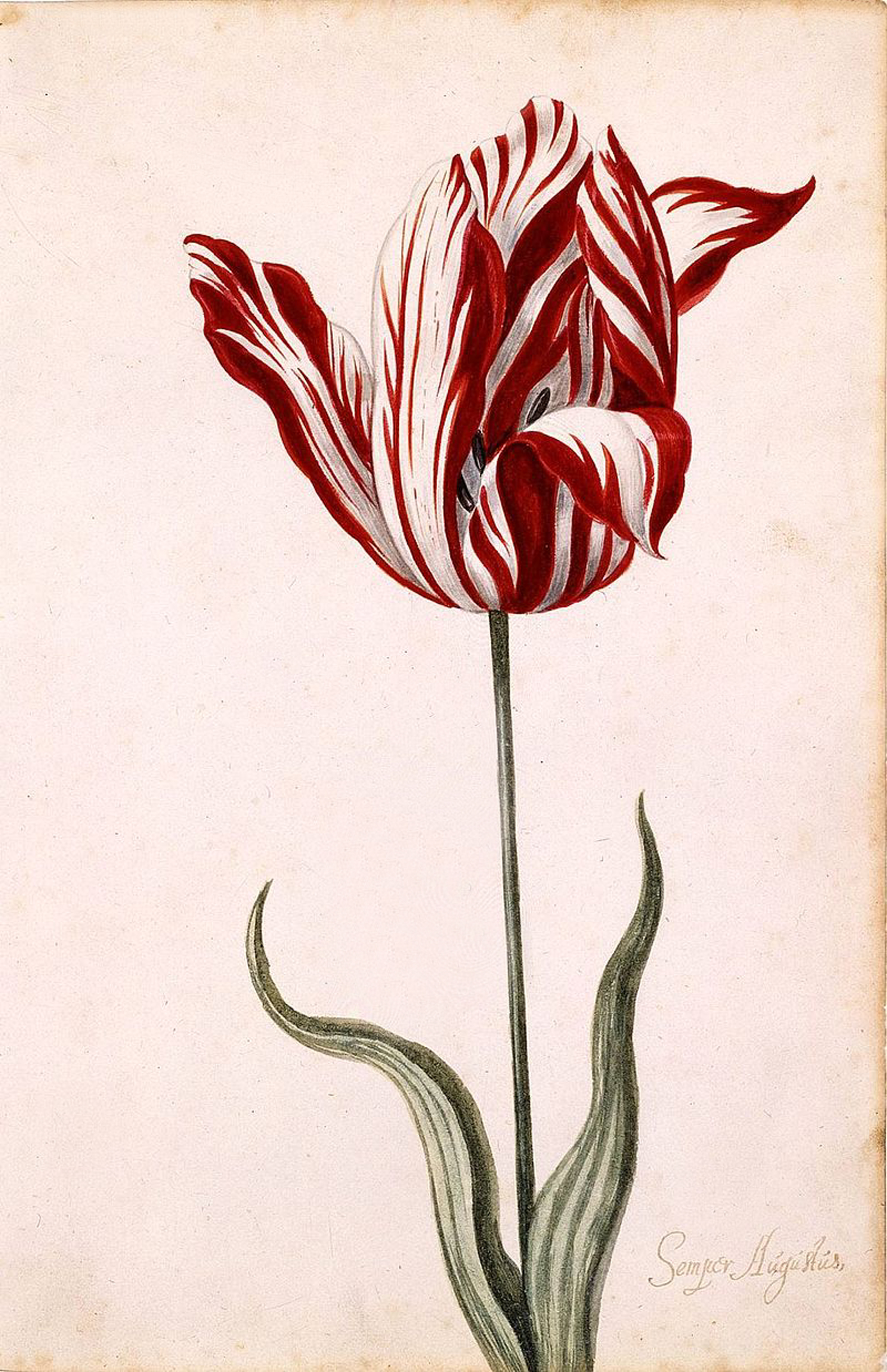 The Semper Augustus Tulip